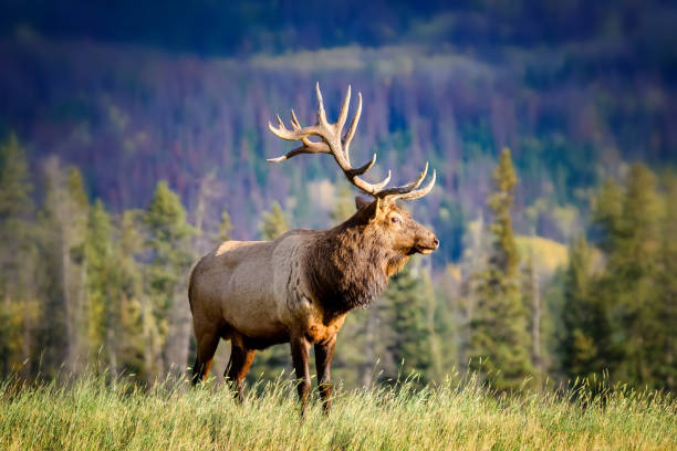 Elk Wapiti Cervus canadensis, Jasper Alberta Kanada travel destination Wapiti in Beautiful autumn landscape scene in mountain in background in Jasper National Park west Canada wapiti stock pictures, royalty-free photos & images