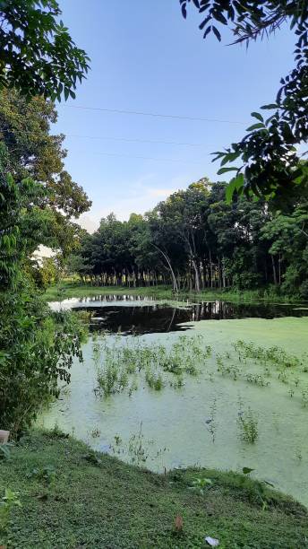 istock A pond surrounding by the forests 1277546671