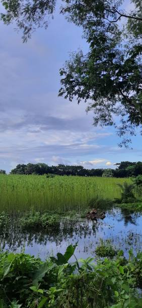 istock Floods in the agriculture field 1277546698