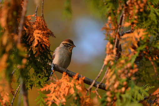 Close up of a Chipping Sparrow perched in fall foliage
