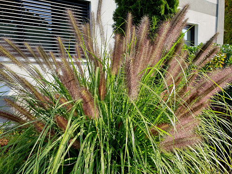 Lamp cleaner grass Pennisetum alopecuroides as decoration in the garden