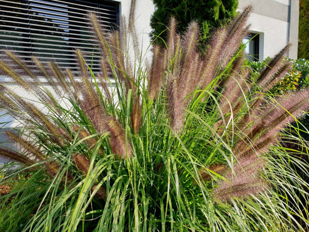 grama de limpador de lâmpadas pennisetum alopecuroides como decoração no jardim - pennisetum - fotografias e filmes do acervo