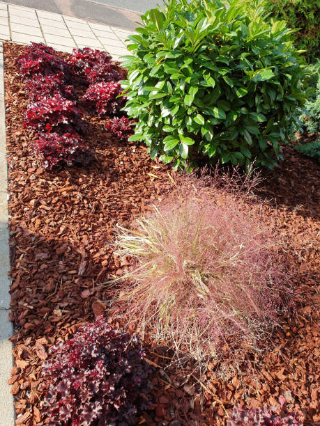 istock Decorative cabbage as decoration in the garden 1277550025