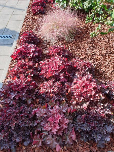 istock Decorative cabbage as decoration in the garden 1277550027