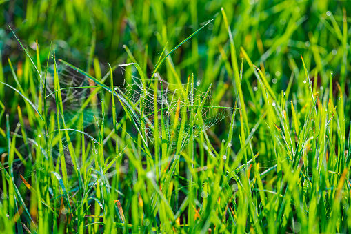 nature background, spider web in green grass