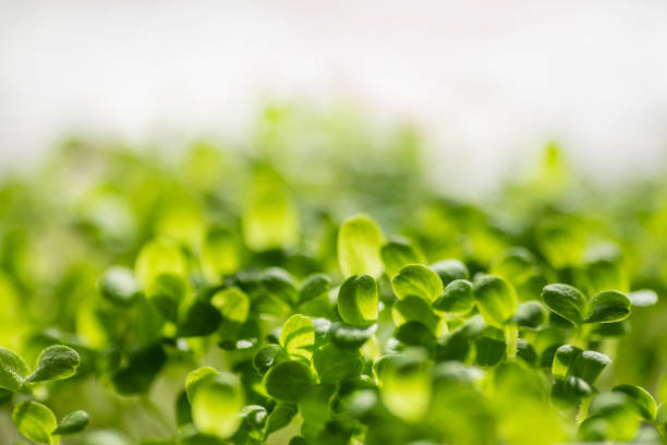 istock Fresh young leaves of microgreen. Microgreen sprouts close-up. 1277553009