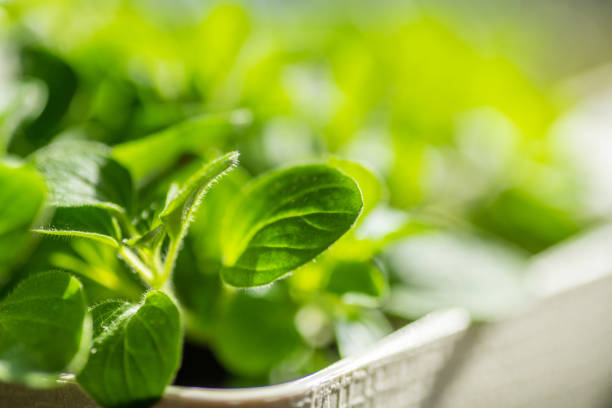 Fresh young leaves of microgreen. Microgreen sprouts close-up. Germination of seeds at home. Growing plants. Superfood and healthy eating concept.