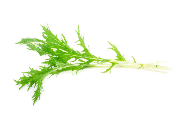 istock Mizuna lettuce, Japanese Mustard isolated on white background 1277553265