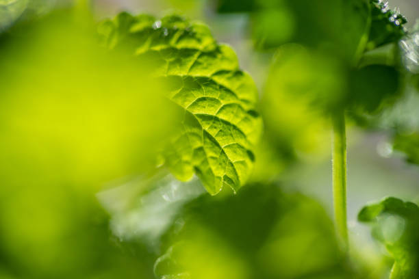 Fresh young leaves of microgreen. Microgreen sprouts close-up. Germination of seeds at home. Growing plants. Superfood and healthy eating concept.