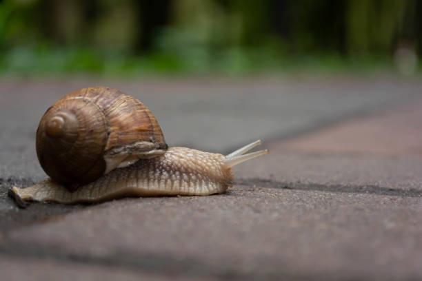 istock A large snail crawls on the sidewalk, spreading its horns. 1277553430