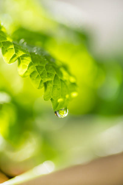 Fresh young leaves of microgreen. Microgreen sprouts close-up. Germination of seeds at home. Growing plants. Superfood and healthy eating concept.