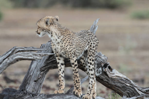 istock Cheetah´s, Northern Tuli Region, Botswana 1277553558