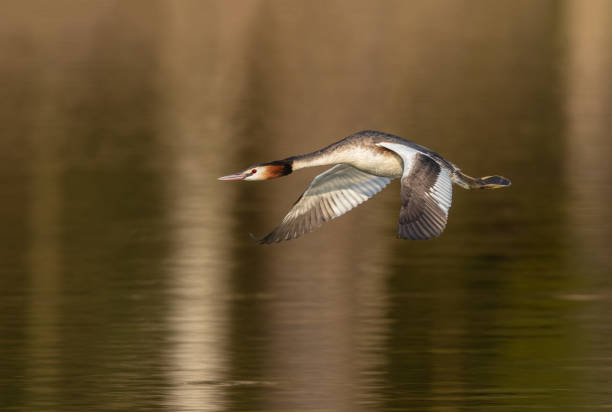 Great crested crebe Flying great crested grebe (Podiceps cristatus). great crested grebe stock pictures, royalty-free photos & images