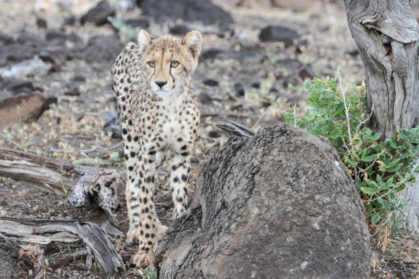 istock Cheetah´s, Northern Tuli Region, Botswana 1277553744