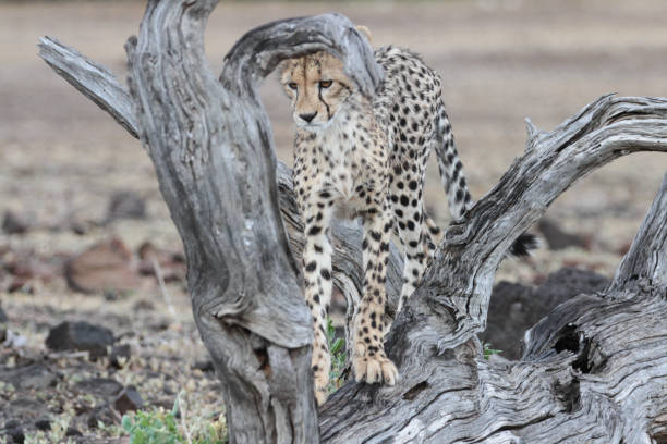 istock Cheetah´s, Northern Tuli Region, Botswana 1277553832