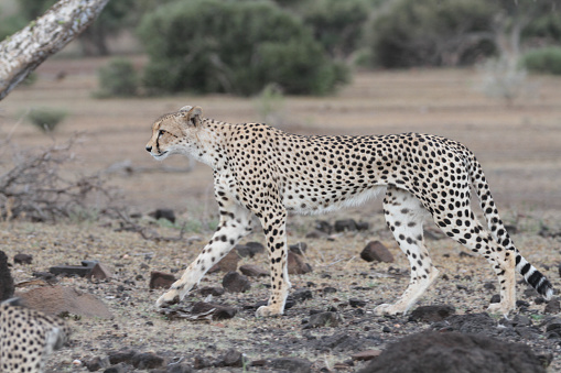 The Northern Tuli Region is a UNESCO world heritage site at the border to South Africa and Zimbabwe. Cheetah´s are the fastest land animal and is native to Africa.