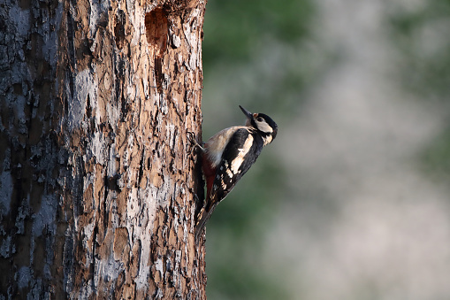 A female downy woodpecker searching for larvas, in winter, in the Laurentian forest.