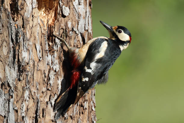 istock Great Spotted Woodpecker (Dendrocopos major) Germany 1277554306