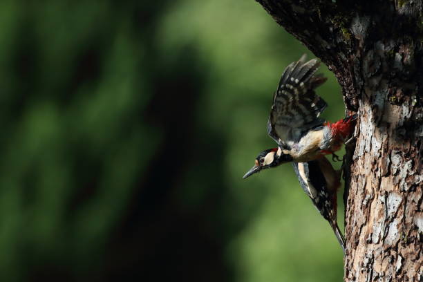 istock Great Spotted Woodpecker (Dendrocopos major) Germany 1277554313