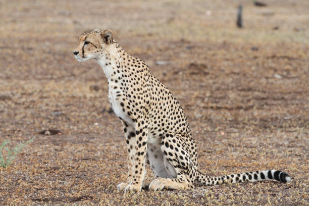 istock Cheetah´s, Northern Tuli Region, Botswana 1277554353
