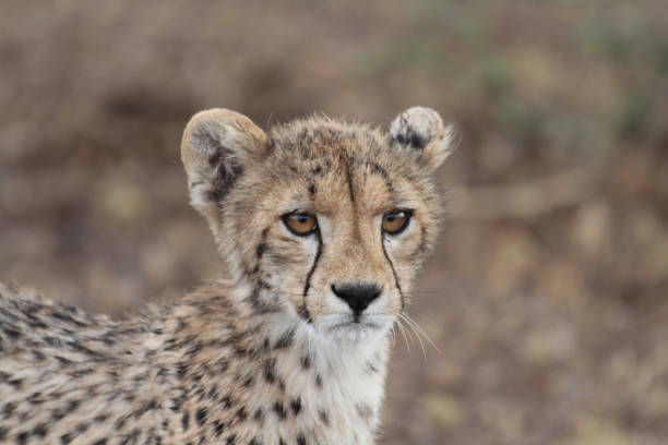 istock Cheetah´s, Northern Tuli Region, Botswana 1277555047