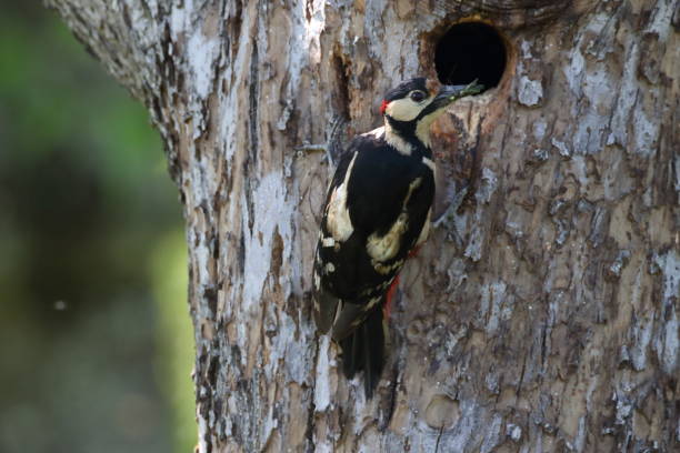 istock Great Spotted Woodpecker (Dendrocopos major) Germany 1277555061