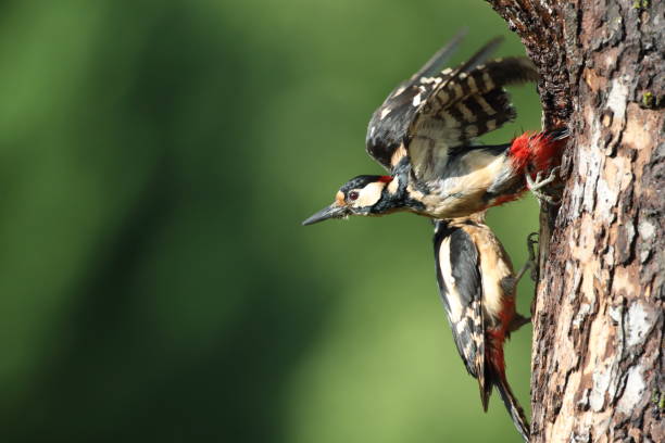 istock Great Spotted Woodpecker (Dendrocopos major) Germany 1277555063