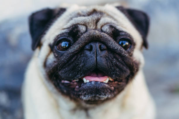 istock Pug. Pug breed dog portrait. 1277555140