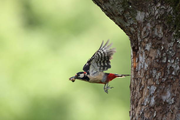 istock Great Spotted Woodpecker (Dendrocopos major) Germany 1277555158
