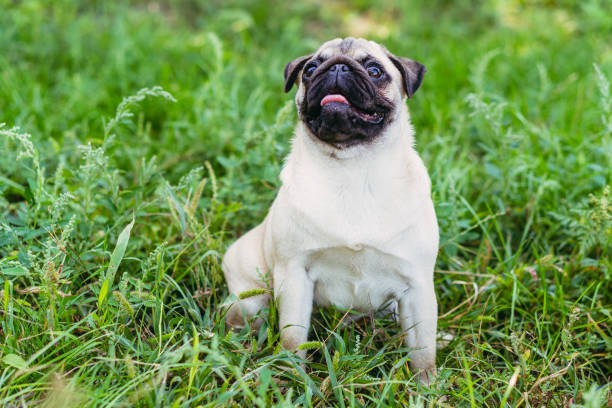 istock Pug. Pug breed dog portrait. 1277555187