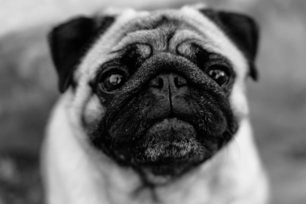 istock Pug. Pug breed dog portrait. 1277555277