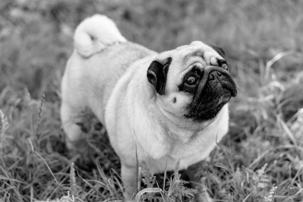 istock Pug. Pug breed dog portrait. 1277555293