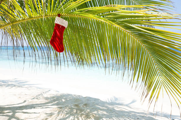 istock Christmas stocking hanging on coconut palm 1277555340