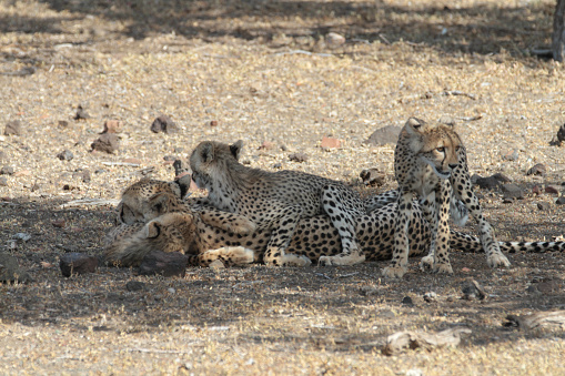 The Northern Tuli Region is a UNESCO world heritage site at the border to South Africa and Zimbabwe. Cheetah´s are the fastest land animal and is native to Africa.