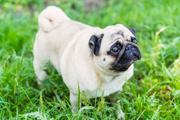 istock Pug. Pug breed dog portrait. 1277555501