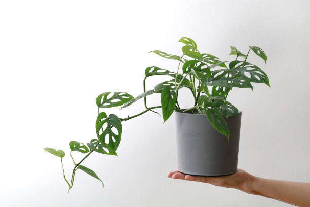 istock Mini Monstera plant in a cement pot. 1277555510