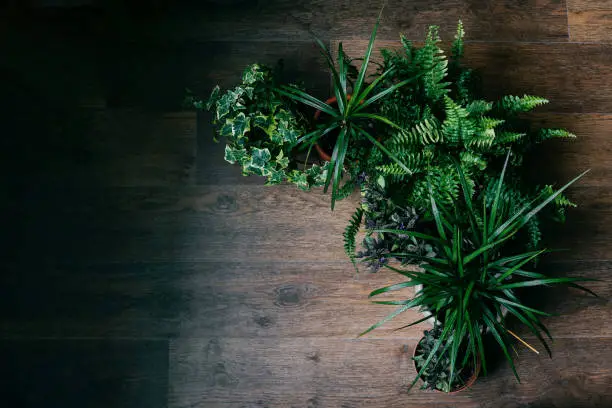 Photo of Houseplants on floor as a frame.