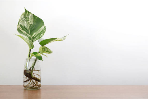 istock Water propagation houseplant 1277555818
