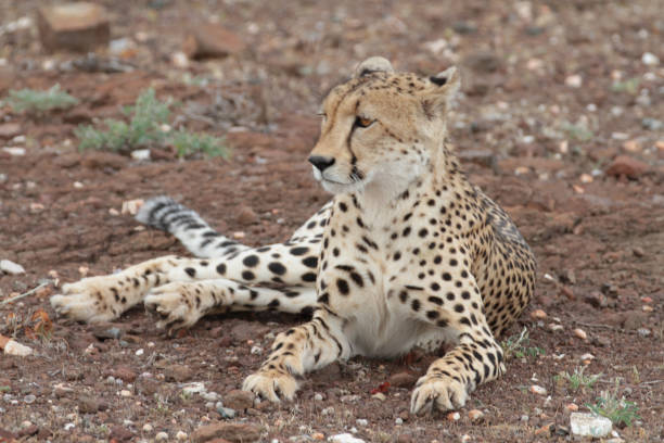istock Cheetah´s, Northern Tuli Region, Botswana 1277555834