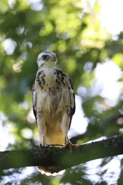 young buzzard  common buzzard (Buteo buteo)