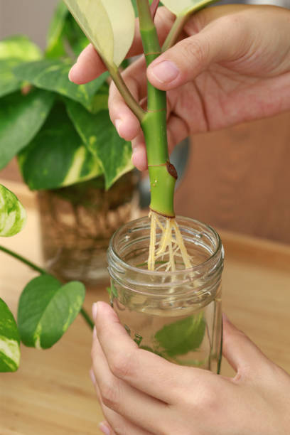 istock Plant cuttings rooting in water 1277557540