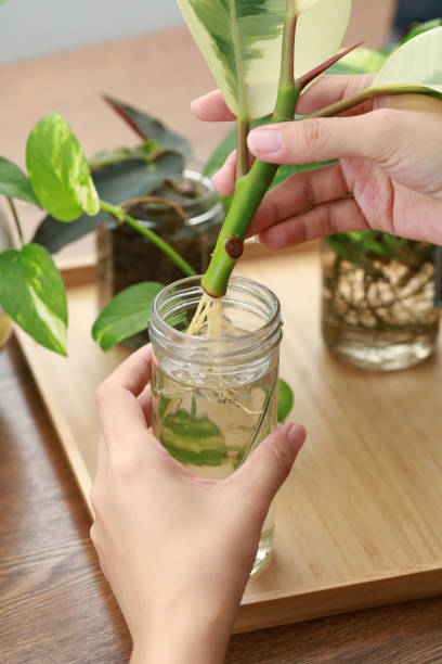 istock Plant cuttings rooting in water 1277557644
