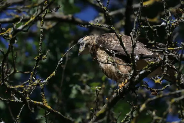 young buzzard  common buzzard (Buteo buteo)