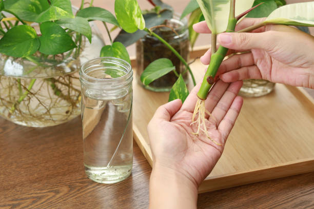 Plant cuttings rooting in water stock photo
