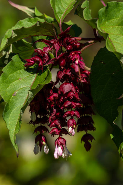 Leycesteria formosa Leycesteria formosa a red purple summer autumn fall flowering shrub commonly known as Himalayan Honeysuckle stock photo image leycesteria formosa stock pictures, royalty-free photos & images