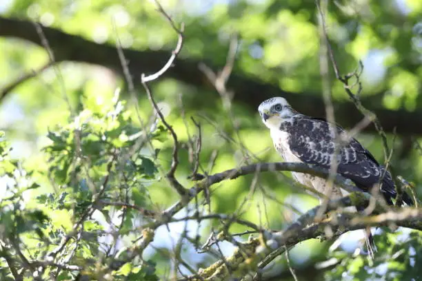 young buzzard  common buzzard (Buteo buteo)