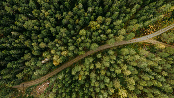 kuvapankkikuvat ja rojaltivapaat kuvat aiheesta näkymä metsäpuista ja tiestä luonnossa maiseman yläpuolelta ruotsin drone-kuvassa - västra götaland county