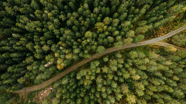 View of forest trees and road in nature from above landscape in Sweden drone image stock photo