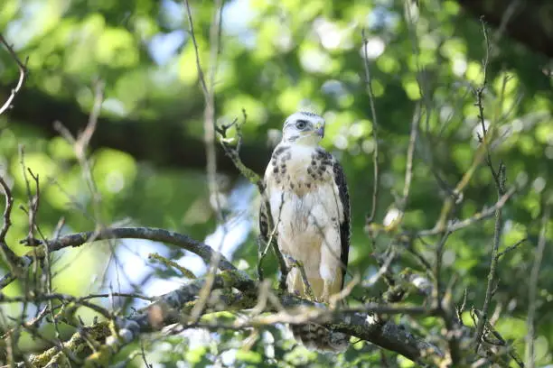 young buzzard  common buzzard (Buteo buteo)