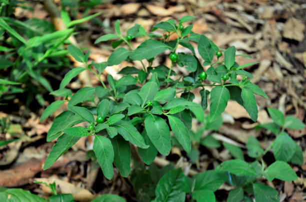 istock Beautiful solanum pseudocapsicum bush with green fruits 1277561392